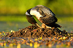 Wildlife;Common-loon;loon;Gavia-immers;nest;eggs;Sugar-Hill;NH;Sunset;D5