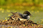 Common-loon;loon;Gavia-immers;Northern-NH;NH;chick;baby;egg;Nest;D5