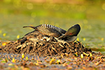 Common-loon;loon;Gavia-immers;Northern-NH;NH;chick;baby;egg;Nest;kiss;last-light;D5