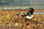 Common-loon;loon;Gavia-immers;Northern-NH;NH;chick;baby;babies;kiss;kissing;Nest;D5