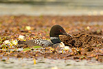 Wildlife;Common-loon;loon;Gavia-immers;nest;baby;babies;Sugar-Hill;NH;D5