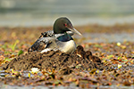 Wildlife;Common-loon;loon;Gavia-immers;nest;baby;babies;chick;Sugar-Hill;NH;Sitting;D5