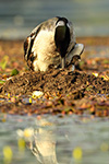 Wildlife;Common-loon;loon;Gavia-immers;nest;baby;babies;chick;Sugar-Hill;NH;Standing;D5