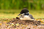 Wildlife;Common-loon;loon;Gavia-immers;nest;baby;babies;chick;Sugar-Hill;NH;Sitting;D5