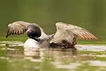 Common-loon;loon;Gavia-immers;baby;wing-stretch;Northern-NH;NH;Loon-Dance;D4