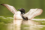 Common-loon;loon;Gavia-immers;baby;wing-stretch;Northern-NH;NH;Loon-Dance;D4