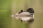 Common-loon;loon;Gavia-immers;Northern-NH;NH;chick;baby;kiss;love;D5