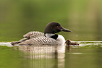 Wildlife;Common-loon;loon;Gavia-immers;pond;chick;baby;Sugar-Hill;NH;Sunset;D5