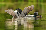 Common-loon;loon;Gavia-immers;Northern-NH;NH;chick;baby;babies;family;kiss;D5