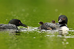 Wildlife;Common-loon;loon;Gavia-immers;pond;chicks;babies;Sugar-Hill;NH;Sunset;D5