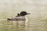 Common-loon;loon;Gavia-immers;Northern-NH;NH;chick;baby;fog;back;D5