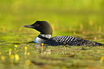 Common-loon;loon;Gavia-immers;Northern-NH;NH;water;green;sunset;lily;D5