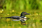 Common-loon;loon;Gavia-immers;Northern-NH;NH;water;green;sunset;lily;D5