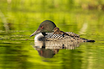 Common-loon;loon;Gavia-immers;baby;reflection;Sugar-Hill;NH;pond;NH;D5