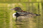 Common-loon;loon;Gavia-immers;Northern-NH;NH;water;chick;baby;D5