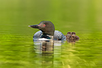 Common-loon;loon;Gavia-immers;Northern-NH;NH;water;chick;baby;D5