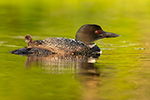 Common-loon;loon;Gavia-immers;Northern-NH;NH;chick;baby;sunset;D5