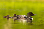 Common-loon;loon;Gavia-immers;Northern-NH;NH;chick;baby;sunset;D5