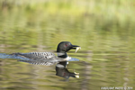 Common-loon;loon;Gavia-immer;Fish;East-Inlet-Pond;Pittsburg;NH;D3X
