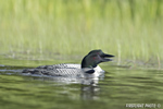 Common-loon;loon;Gavia-immers;Squam-Lake;Pittsburg;East-Inlet;NH;D4