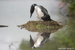 Common-loon;loon;Gavia-immers;nest;eggs;Littleton;NH;Partridge-Lake;NH;D4