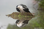 Common-loon;loon;Gavia-immers;nest;eggs;Littleton;NH;Partridge-Lake;NH;D4