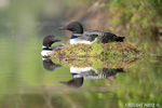 Common-loon;loon;Gavia-immers;nest;reflection;Littleton;NH;loon-pair;NH;D4