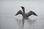 Common-loon;loon;Gavia-immers;fog;reflection;Littleton;NH;Loon-Dance;NH;D4