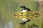 Common-loon;loon;Gavia-immers;nest;reflection;Littleton;NH;sunrise;NH;D4