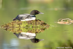 Common-loon;loon;Gavia-immers;nest;reflection;Littleton;NH;sunrise;NH;D4