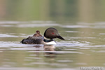 Common-loon;loon;Gavia-immers;baby;reflection;Littleton;NH;Partridge-Lake;NH;D4