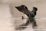 Common-loon;loon;Gavia-immers;baby;reflection;Littleton;NH;Loon-Dance;NH;D4