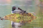 Common-loon;loon;Gavia-immers;baby;reflection;Littleton;NH;back;nest;NH;D4
