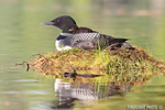 Common-loon;loon;Gavia-immers;baby;reflection;Littleton;NH;back;nest;NH;D4