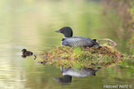 Common-loon;loon;Gavia-immers;baby;reflection;Littleton;NH;nest;NH;D4