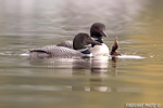 Common-loon;loon;Gavia-immers;fish;baby;reflection;Littleton;NH;sunrise;NH;D4