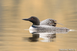 Common-loon;loon;Gavia-immers;baby;reflection;Littleton;NH;sunrise;NH;D4