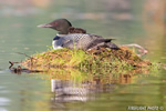 Common-loon;loon;Gavia-immers;baby;reflection;nest;Littleton;NH;sunrise;NH;D4