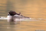 Common-loon;loon;Gavia-immers;baby;reflection;Littleton;NH;sunrise;NH;D4