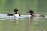 Common-loon;loon;Gavia-immers;baby;reflection;Littleton;NH;sunrise;NH;D4