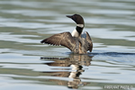 Common-loon;loon;Gavia-immers;wing-flap;Squam-Lake;Lakes-Region;Holderness;NH;D4