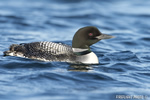 Common-loon;loon;Gavia-immers;Squam-Lake;Lakes-Region;Holderness;NH;D4