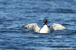 Common-loon;loon;Gavia-immers;Squam-Lake;Lakes-Region;wing-stretch;Holderness;NH;D4