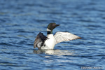 Common-loon;loon;Gavia-immers;Squam-Lake;Lakes-Region;wing-stretch;Holderness;NH;D4