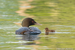 Common-loon;loon;Gavia-immers;Squam-Lake;Lakes-Region;chick;baby;Holderness;NH;D4s