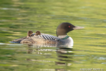 Common-loon;loon;Gavia-immers;Squam-Lake;Lakes-Region;chick;baby;Holderness;NH;D4s