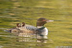 Common-loon;loon;Gavia-immers;Squam-Lake;Lakes-Region;chick;baby;Holderness;NH;D4s