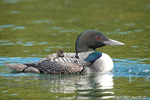 Common-loon;loon;Gavia-immers;Squam-Lake;Lakes-Region;chick;baby;Holderness;NH;D4s