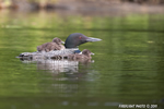 Common-loon;loon;Gavia-immer;Baby;Partridge-Lake;Littleton;NH