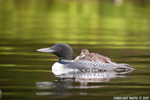 Common-loon;loon;Gavia-immer;Baby;Partridge-Lake;Littleton;NH;D3X